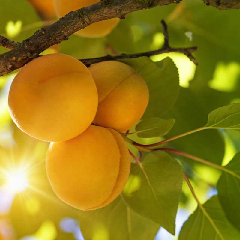 Apricot tree with fruits skincare ingredients