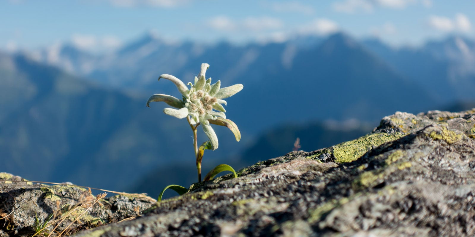 Blog: The anti-ageing power of Himalayan Edelweiss plant cells