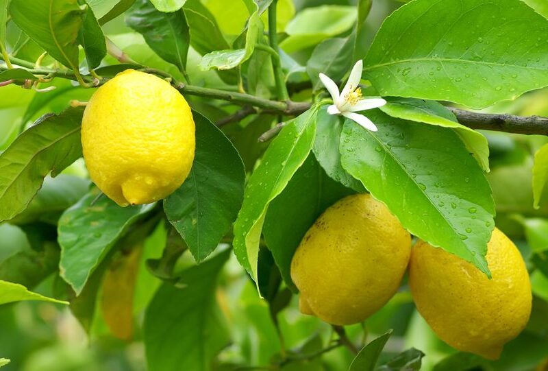 Lemons skincare ingredients