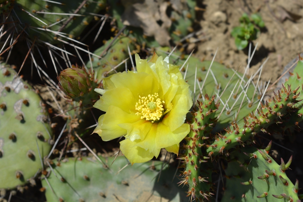 Blog: Prickly Pear Challenges Sun Damage